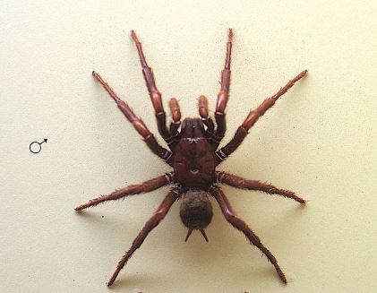 sydney funnel web spider